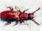 pg_beetles_sawtoothed