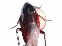 smokybrown cockroach