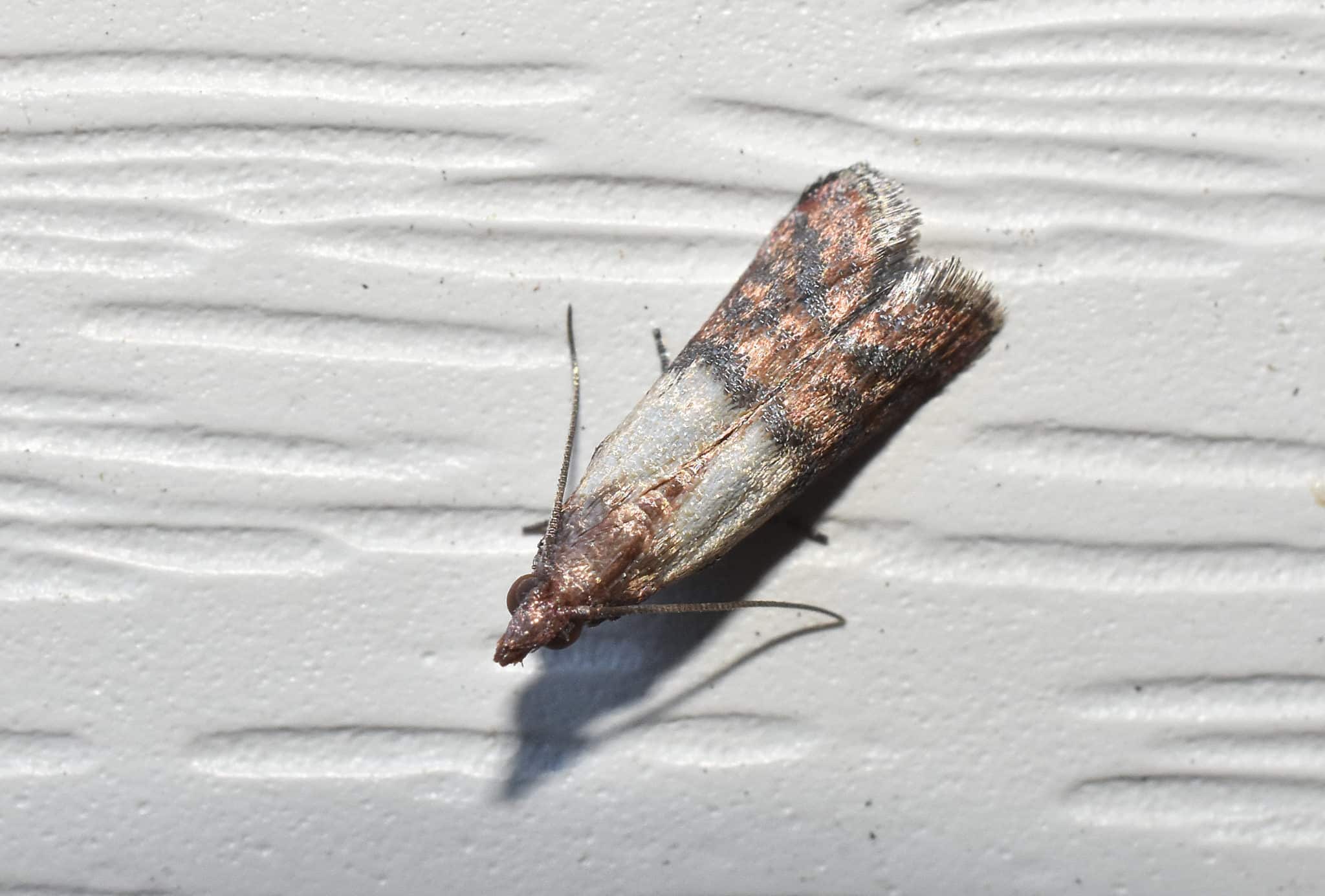 Don’t Let Pantry Pests Spoil Holiday Baking Fun Bug Busters USA