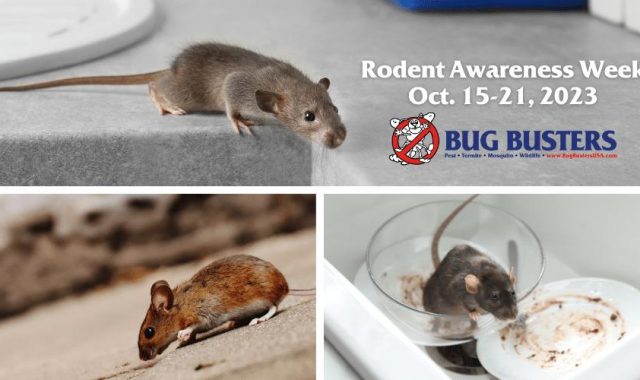 Rodent Awareness Week 2023