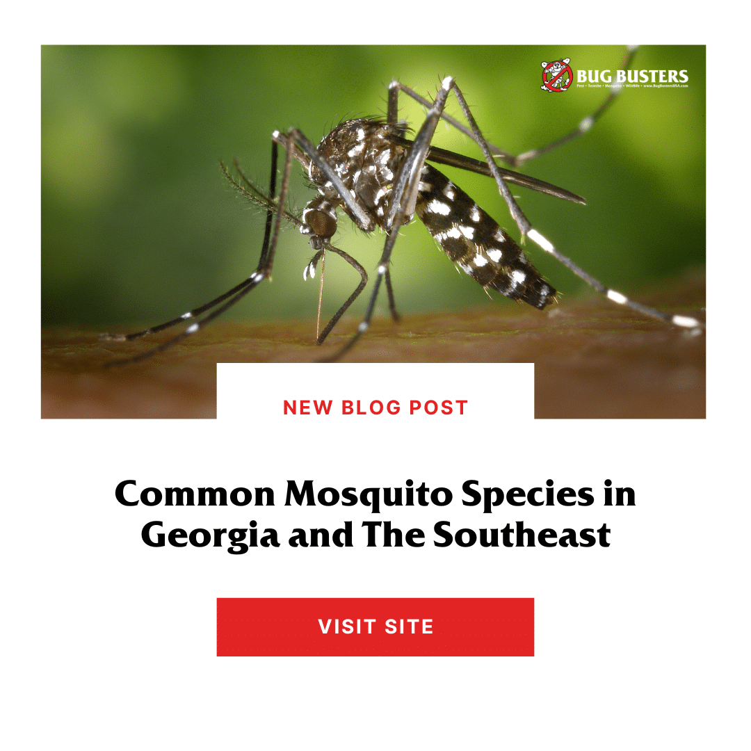 Common Mosquito Species In Georgia And The Southeast - Bug Busters Usa