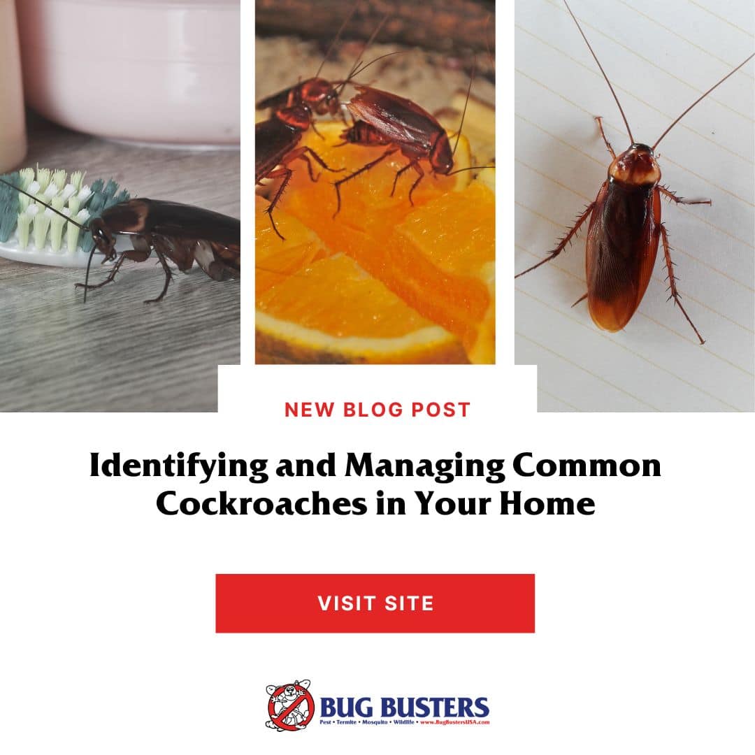 Identifying And Managing Common Cockroaches In Your Home - Bug Busters Usa