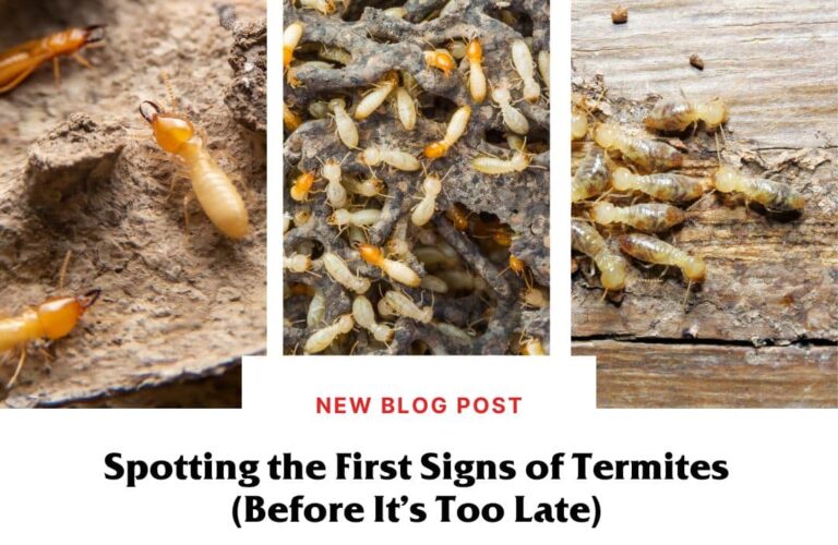 When Should I Worry About Termites? Expert Insights