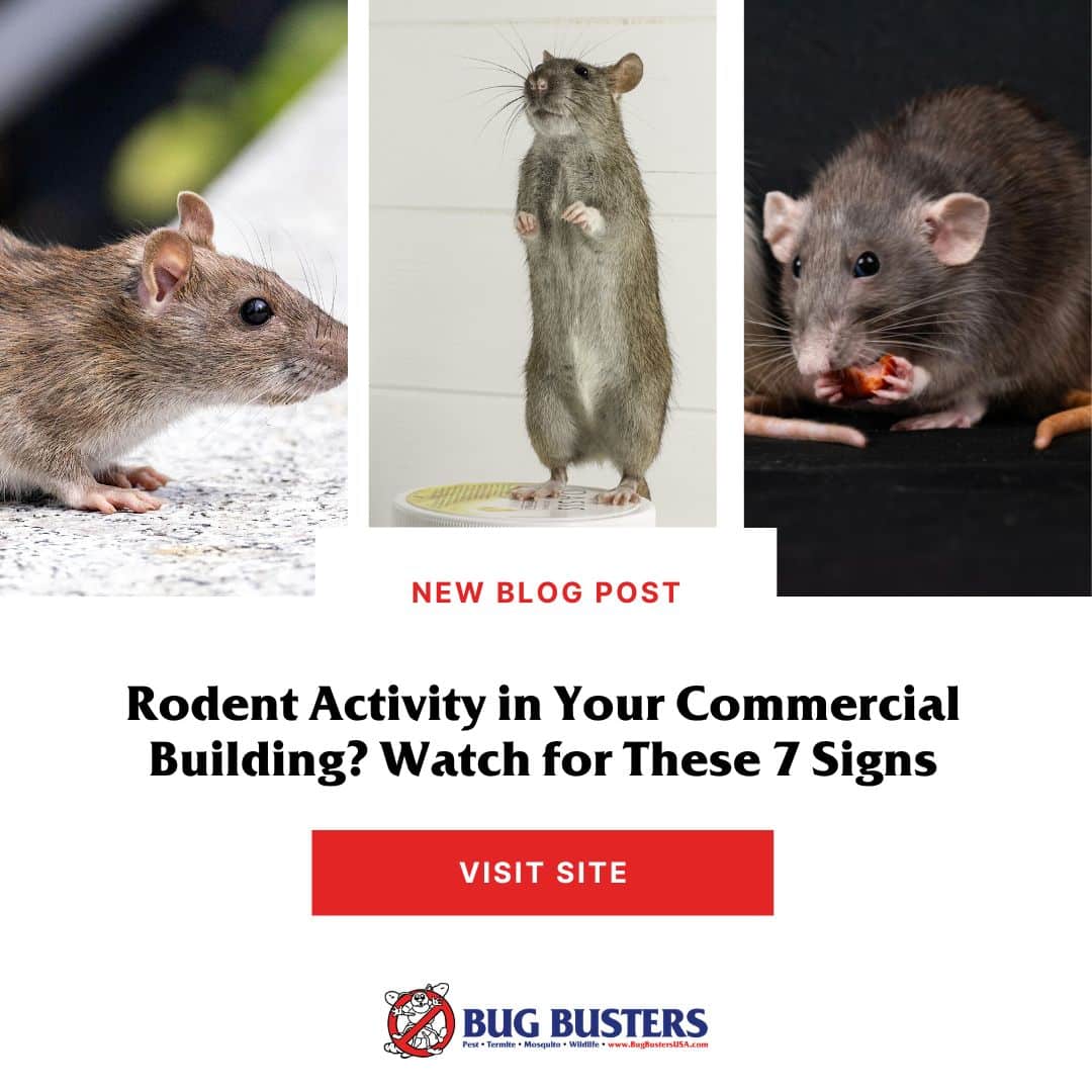 Rodent Activity in Your Commercial Building? Watch for These 7 Signs ...