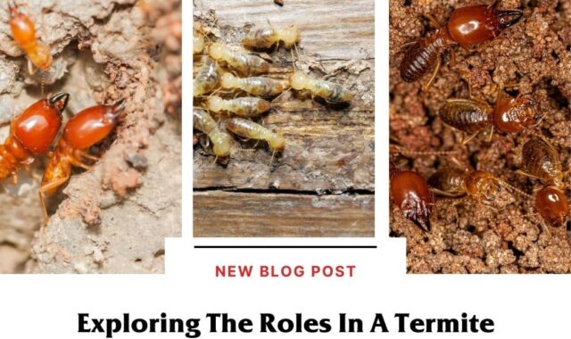 Termites