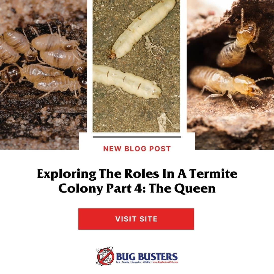 Exploring The Roles In A Termite Colony Part 4 The Queen Bug Busters USA