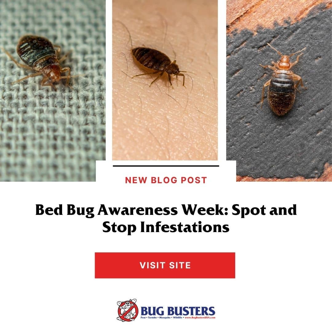 Bed Bug Awareness Week: Spot and Stop Infestations - Bug Busters USA